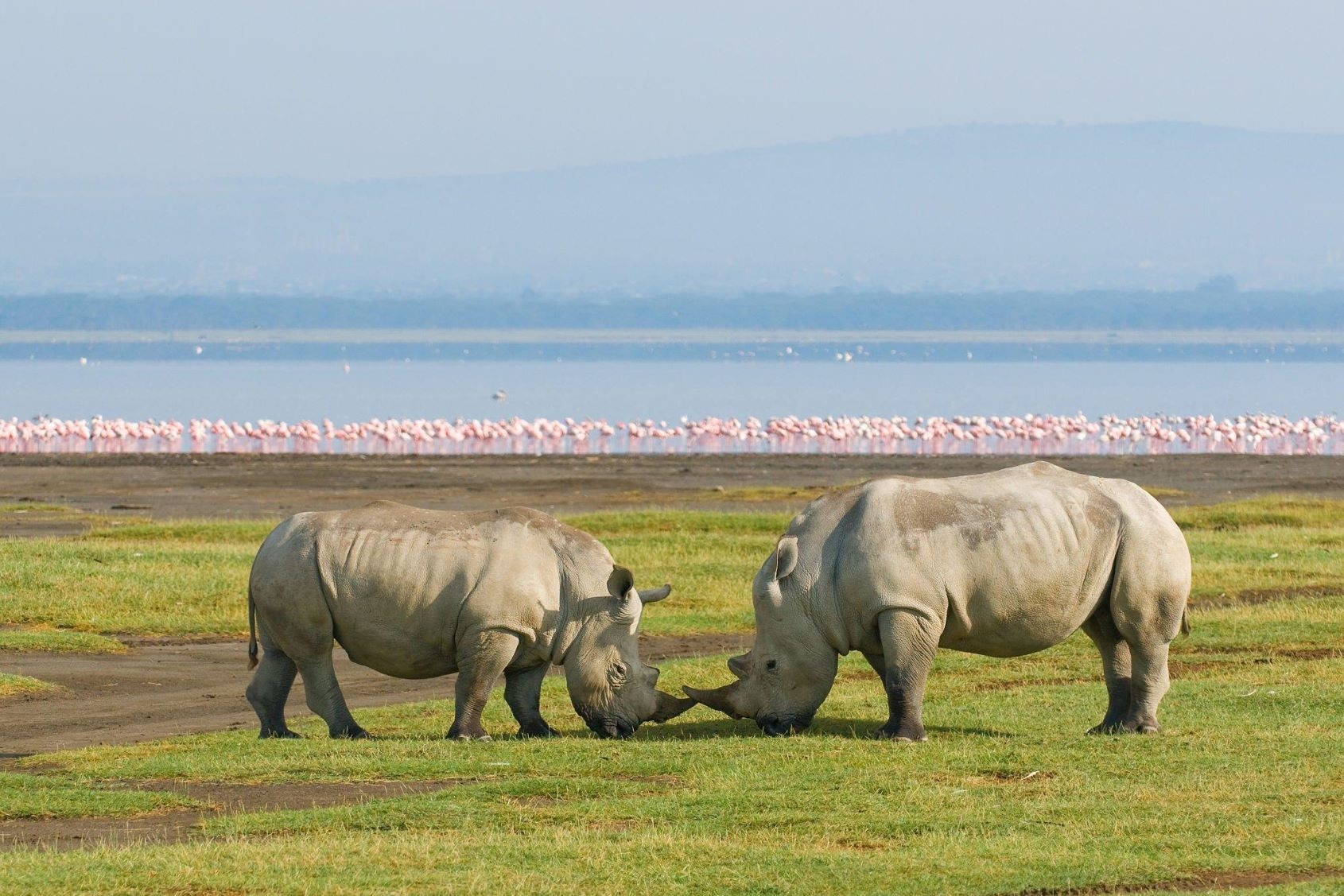 Sandalwood Suites Nakuru: Your Ultimate Retreat Hotel